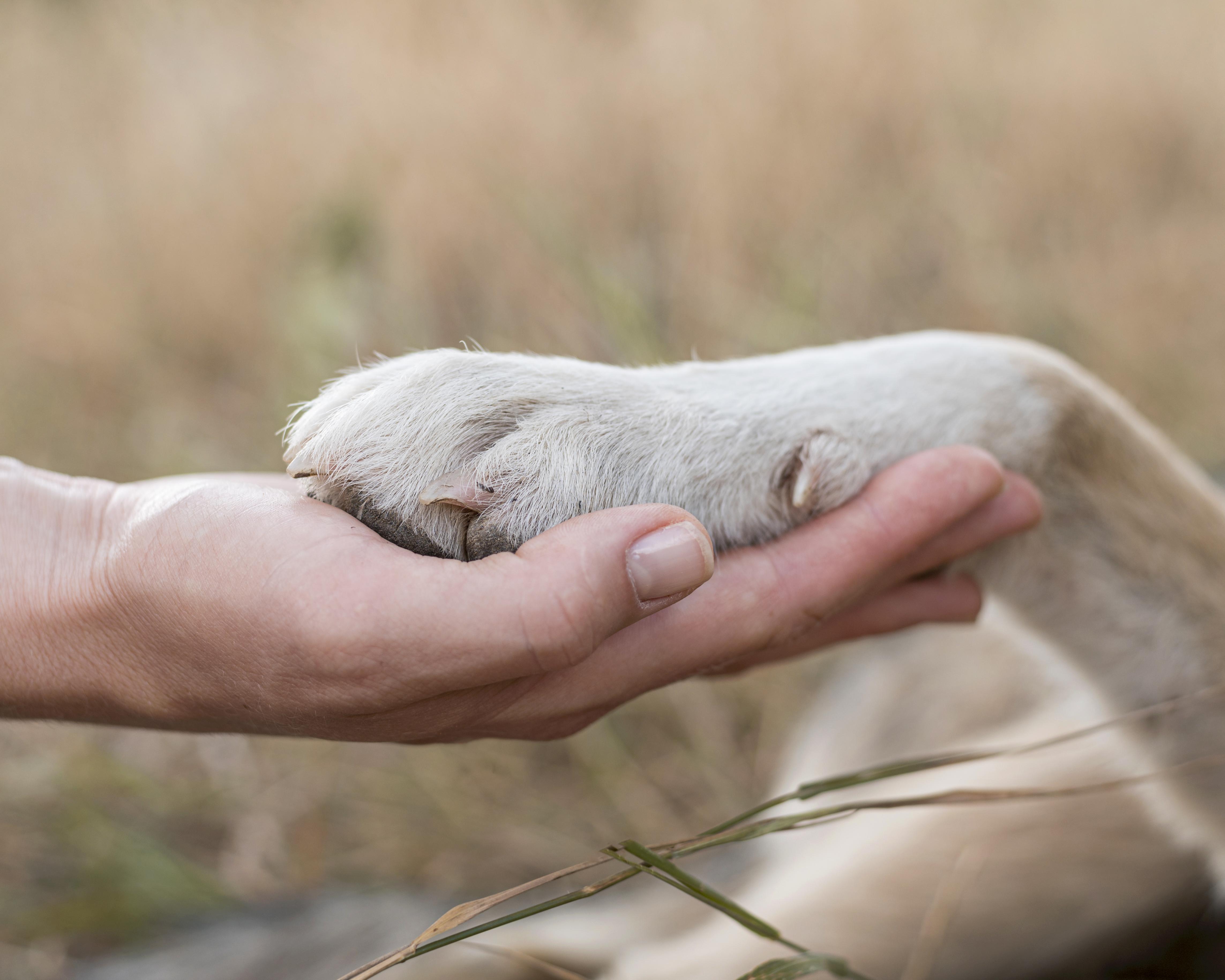🐾 The Hidden World of Animal Healing